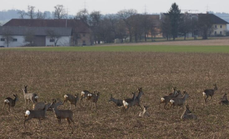 Paradies für Rehe (Foto: Gerhard Hütmeyer)