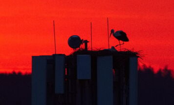 Storchenpaar wieder in Pfarrkirchen gelandet