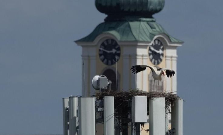 Storchennest in Pfarrkirchen (Foto: Gerhard Hütmeyer)
