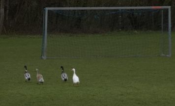 Enten am Bad Haller Fußballplatz