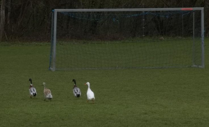 Enten am Fußballplatz in Bad Hall. (Foto: Gerhard Hütmeyer)