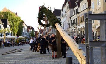 Maibaum in Steyr wird mit Muskelkraft aufgestellt