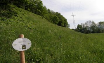 Naturschutz-Mitmachaktion in Steyr