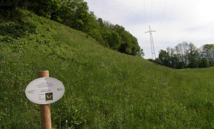 Magerwiese Hausleiten (Foto: Claudia Leitner)