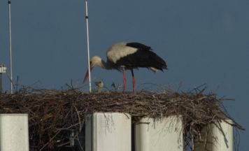 Storchen-Nachwuchs am Handymast