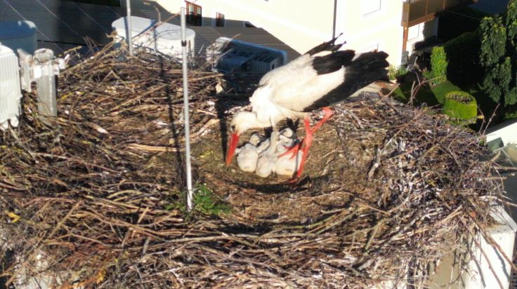 Erfreuliche Überraschung im Storchennest