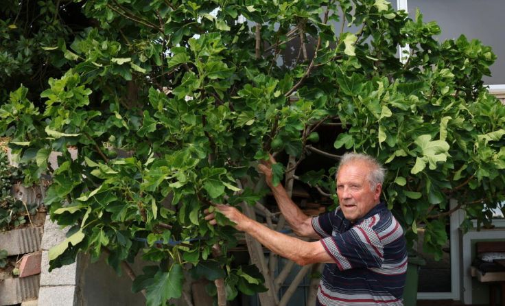 Franz Zweckmayr und sein Feigenbaum (Foto: Gerhard Hütmeyer)