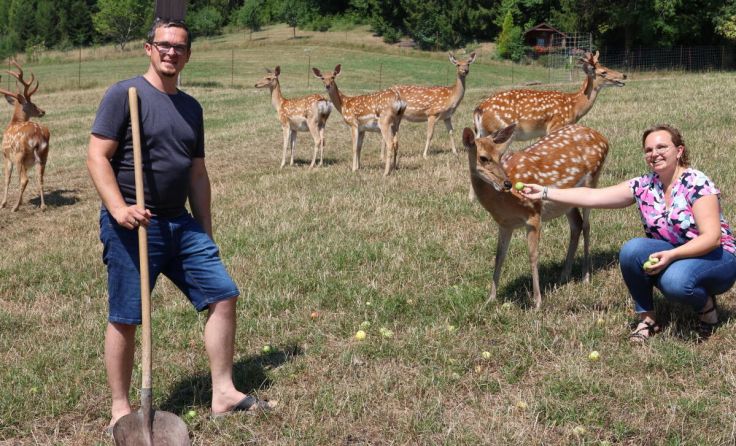 Bio-Sikawildhof der Familie Pichler in Inzersdorf. (Foto: Gerhard Hütmeyer)