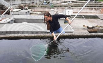 Wie aus einem kleinen Ei ein großer Fisch wird