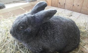 Kleintierzüchter stellen in Kleinraming aus