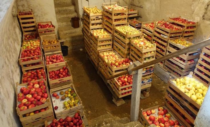 Andreas König freut sich über eine üppige Apfel-Ernte. (Foto: privat)