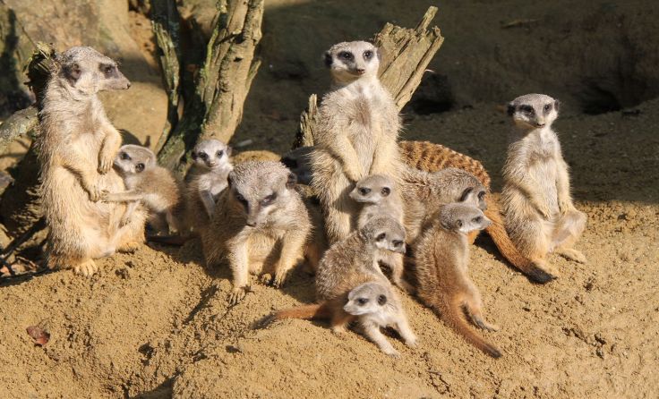 Eine der großen Attraktionen sind die sechs neuen Erdmännchen-Babies. 