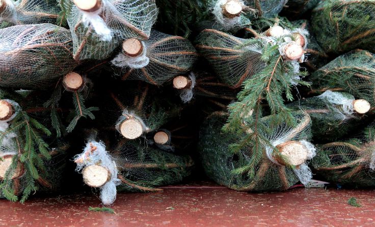 Heiße Phase beim Christbaum-Verkauf. Foto: Weihbold