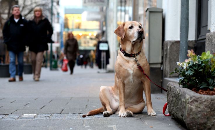 Mehr als 6.000 Hunde sind aktuell in Linz gemeldet. Foto: Weihbold