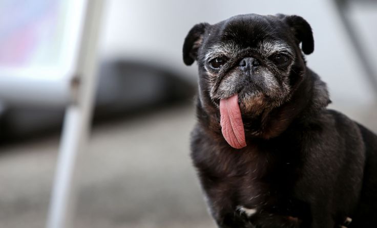 Mehr als 6.000 Hunde sind aktuell in Linz gemeldet. Foto: Weihbold