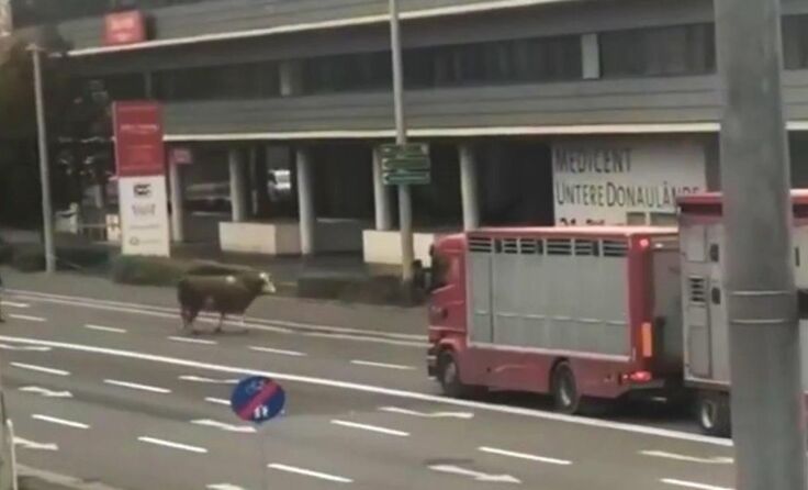 Ungewöhnlicher Besucher auf der Unteren Donaulände (Foto: Privat)
