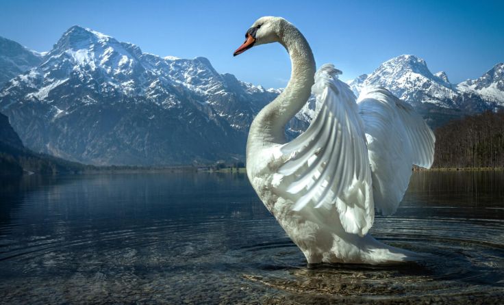 Schwan vom Almsee (Foto: Christian Leitner)
