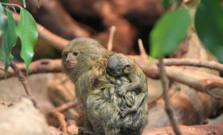 Nachwuchs bei den Zwergseidenäffchen (Foto: Zoo Linz)