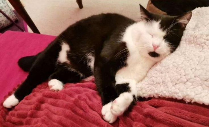 Wer hat Kater Benito gesehen? (Foto: Privat)