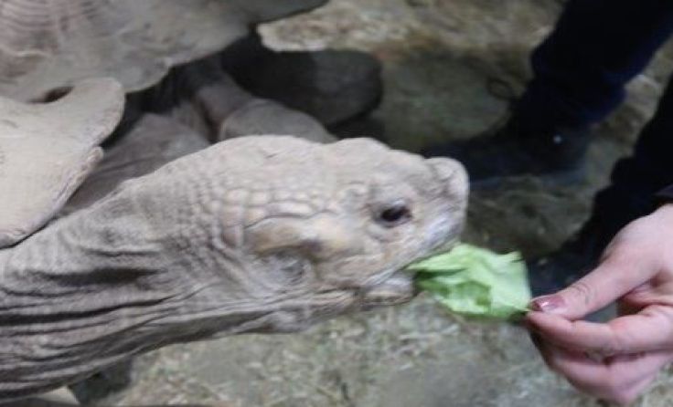 Salat, Äpfel oder Erdbeeren lassen die Herzen der Riesenschildkröten höher schlagen. 