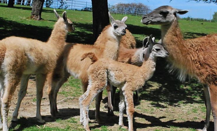 Guanakos sind die Wildform der Lamas Foto: APA (Tiergarten Walding)/Unbekannt
