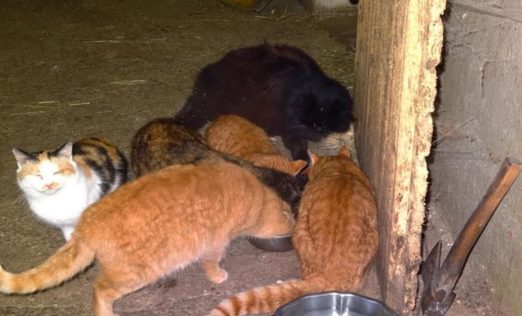 Wilde BauernhofkatzenFoto: privat