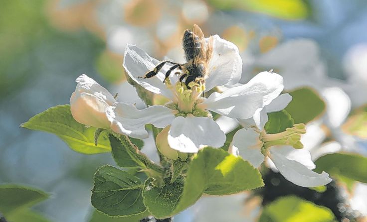 Biene „in“ Apfelblüte Foto: Jolanda de Wit