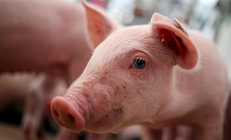 Pächter Schwarzenlander hört mit der Schweinemast auf. Symbolfoto: Volker Weihbold