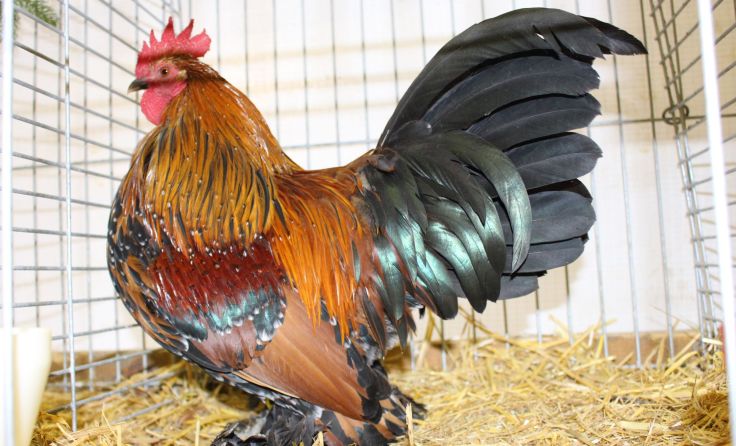 Federfüßige Zwerghühner Goldporzellan Foto: privat