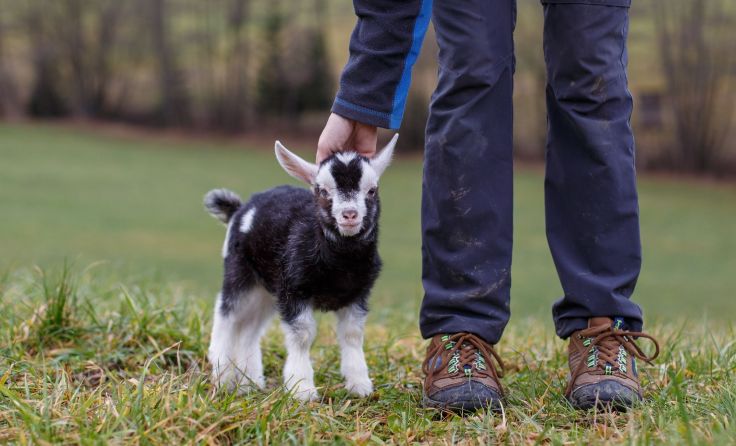 Patenschaften für Sugar gesucht. Fotos: Österreichischer Tierschutzverein