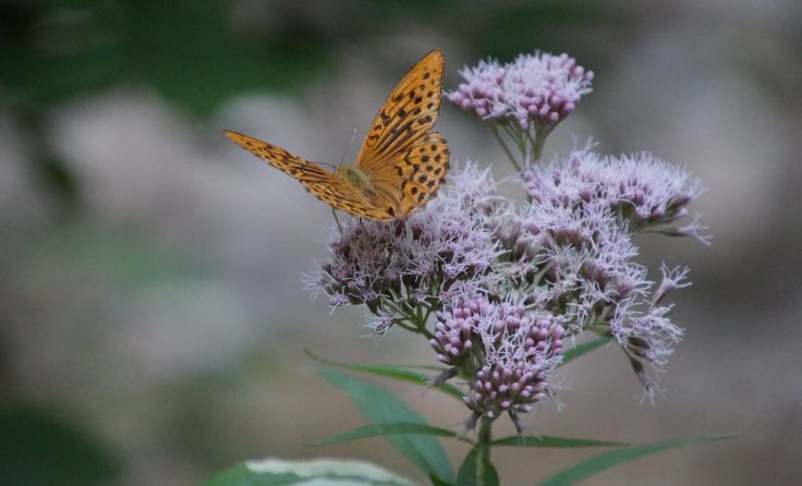 Ein Kaisermantel-Schmetterling am Richtberg Foto: Feix