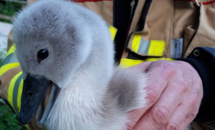 Die Schwanenfamilie saß bei einer Wehranlage fest. Foto: FF Lenzing