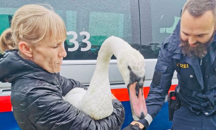 Aufmerksamen Autofahrern verdankt Schwan Otto sein Leben. Foto: ÖTV