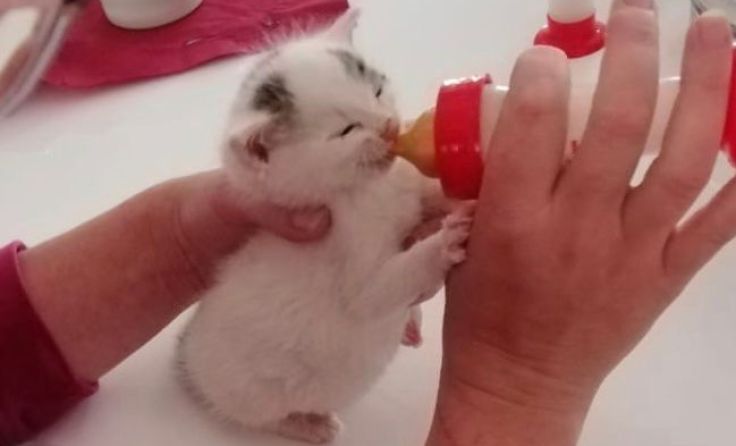 Katzenbabys müssen oft mit der Flasche aufgezogen werden.