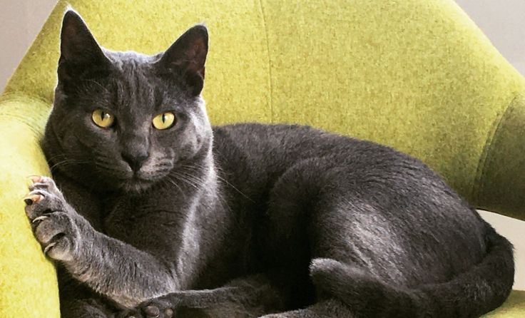 Tramper ist zu einem wunderschönen Kartäuserkater herangewachsen.