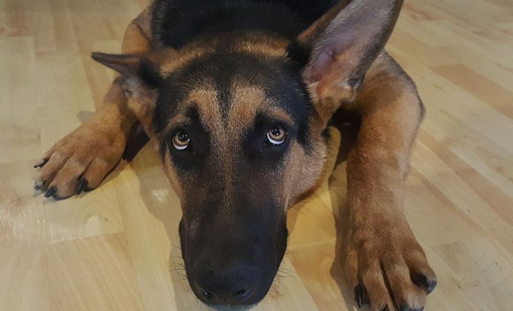Der Tierschutzverein warnt, dass Feuerwerkskörper Tiere in Angst und Panik versetzen.Foto: ÖTV