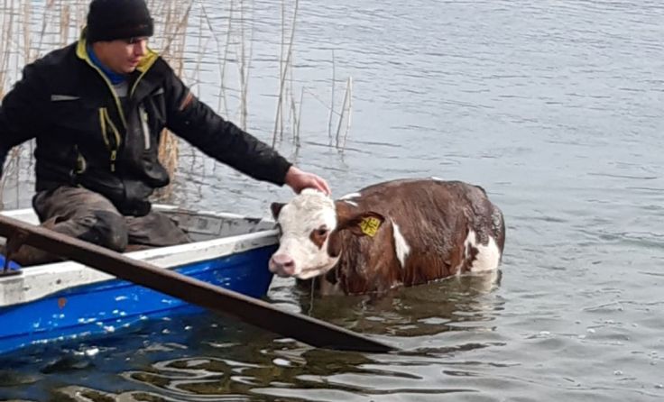 Kalb „Arielle“ sorgte für Abwechslung im Feuerwehr-Alltag. Fotos: FF Oberhofen