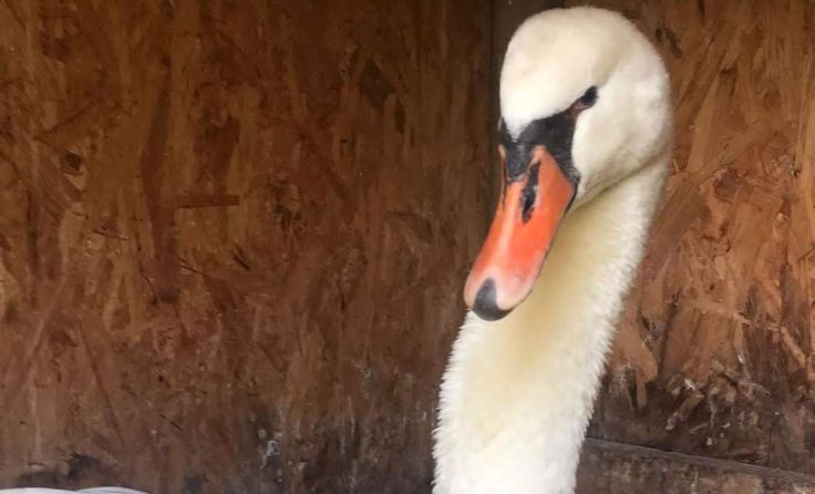 Der Schwan wurde mittlerweile wieder ausgewildert.Foto: privat