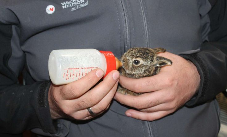 Unter den Schützlingen gibt es auch verwaiste Feldhasenbabys. Foto: ÖTV