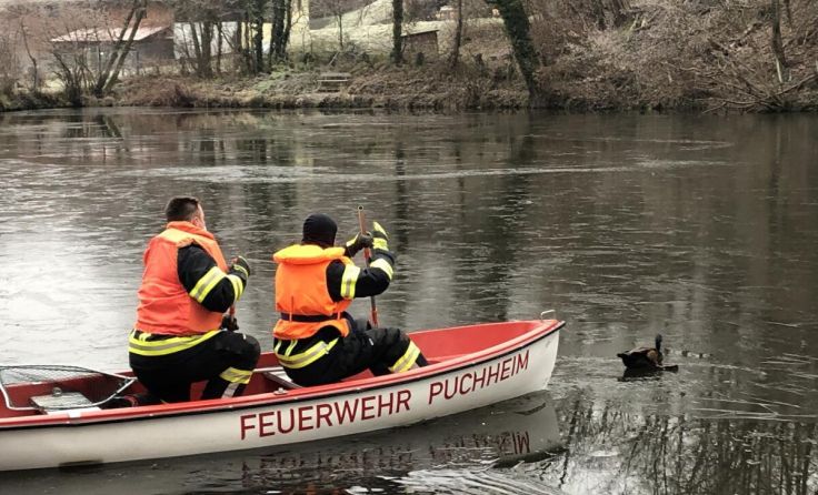 Ente steckt auf gefrorenem Teich fest
