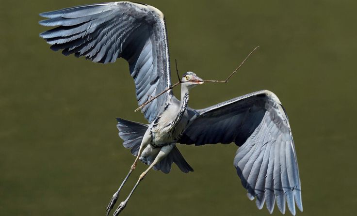 Peter Kurz liefert vor allem in der Vogelfotografie herausragende Bilder. (Foto: Peter Kurz)