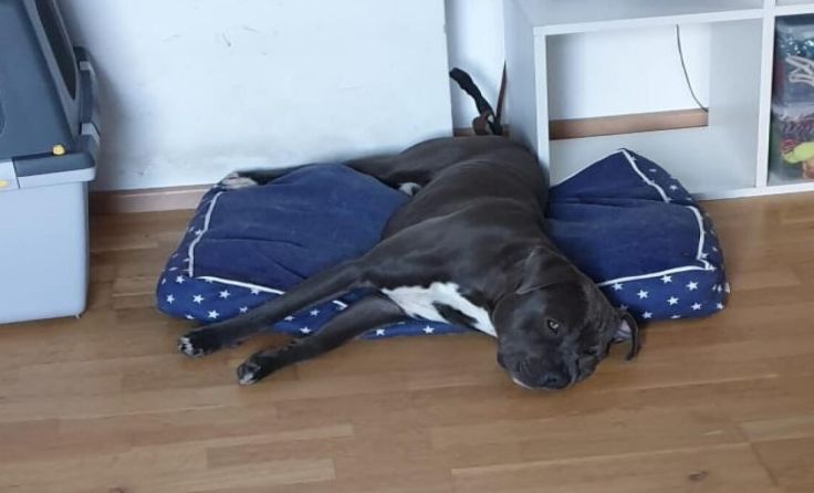 Für „Milow“ konnte vor Kurzem ein neues Zuhause gefunden werden. (Foto: privat)