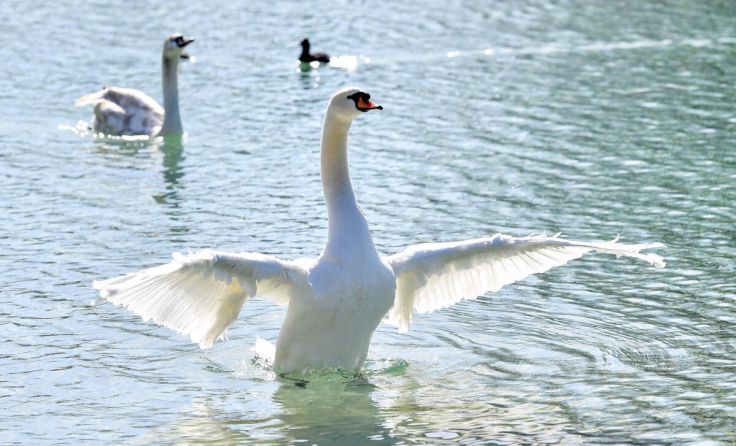 (Foto: hdostal/fodo.media – stock.adobe.com)