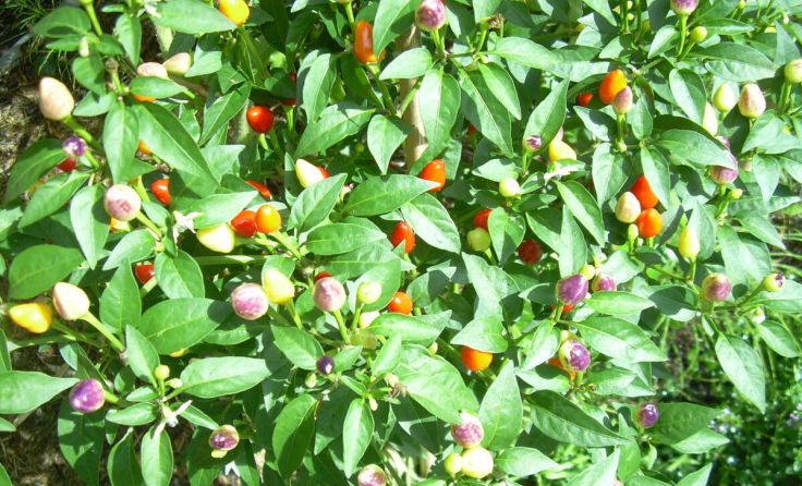 Chilis, wie diese Vogelaugen sollten schon im Jänner gesät werden. (Foto: Christa Pucher)