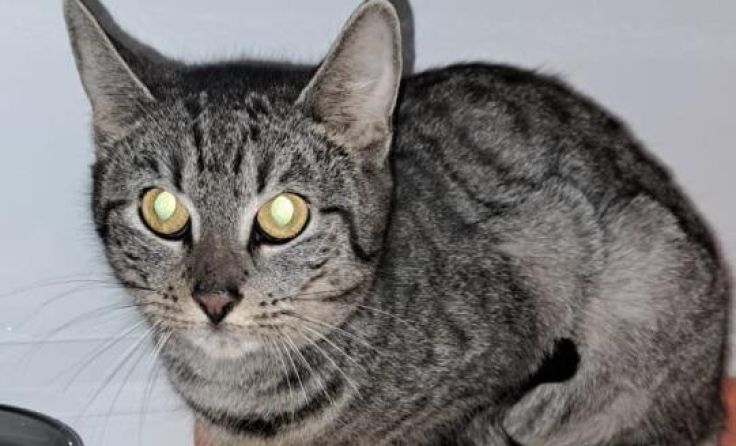 Katze Amelie (Foto: ÖTV)