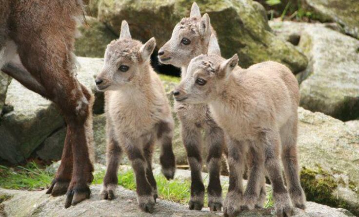 Die verspielten Steinbockkinder. Foto: Karl Auinger