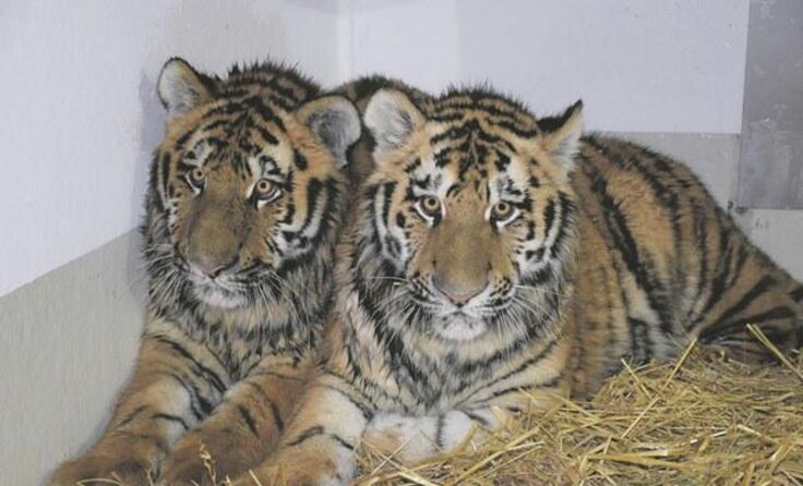 Die neuen Tiger im Haager Tierpark haben noch keine Namen. Foto: Herbert Stoschek 
