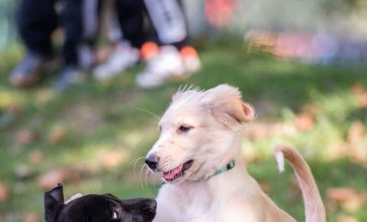 Spielen ist auch ein Teil der Sozialisierung kleiner Hunde. Foto: ÖRV HSV 