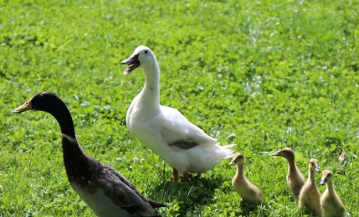 Donald, Flori und ihre Jungenten durchstreifen den Garten. Fotos: Barbara Schneider