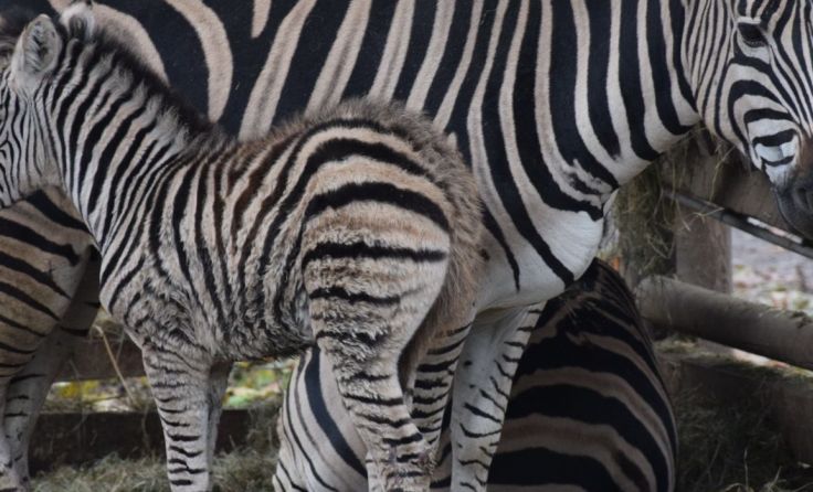 Das Zebra-Fohlen bleibt immer in der Nähe der Mutter. Foto: Herbert Stoschek